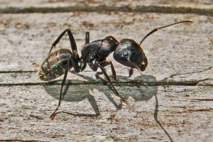 Mravi ubojice: fikcija ili istina?